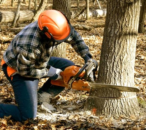 Tree Removal in Alburnett, IA